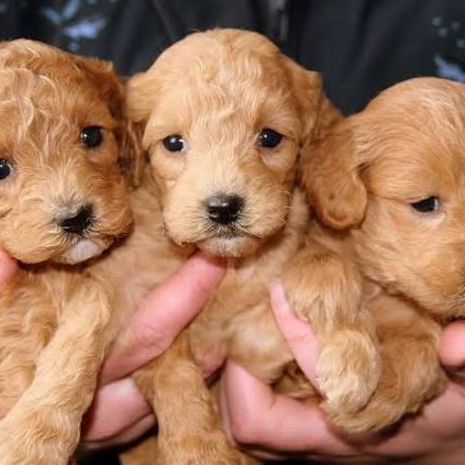 girlandadoodle