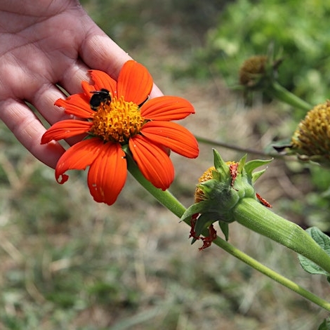 Anahuac Farm May 21st Tequio (Volunteer Day)